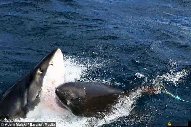 深海之謎：珊瑚島大白鯊垂釣秘笈