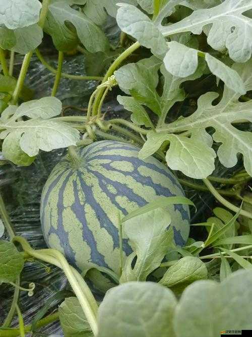 51cg熱門(mén)大瓜今日吃瓜 往期回顧 精彩回顧與熱議大瓜一網(wǎng)打盡