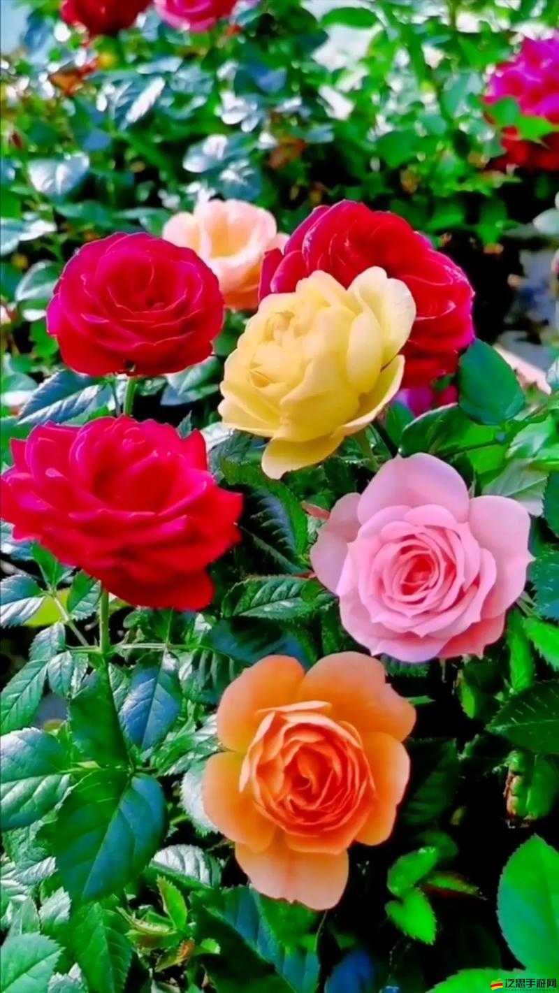 部落奇葩陣型：送人玫瑰，手留余香