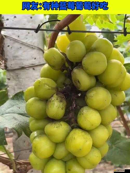 葡萄不能夾爛也不能掉出來：這是個挑戰