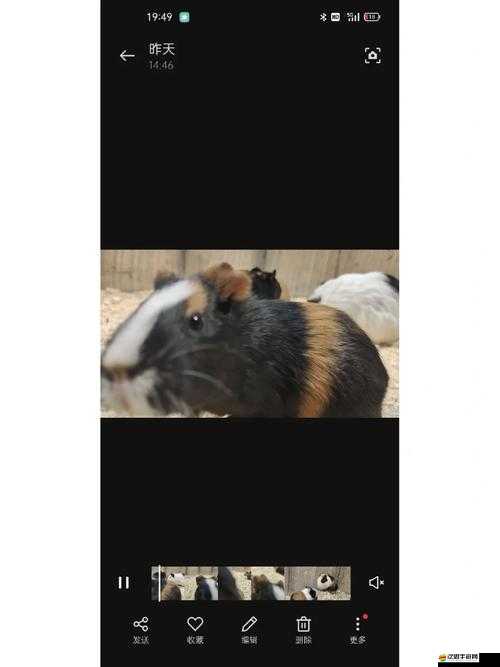 萌寵樂園：統御力使用詳解——掌握寵物領袖的秘訣