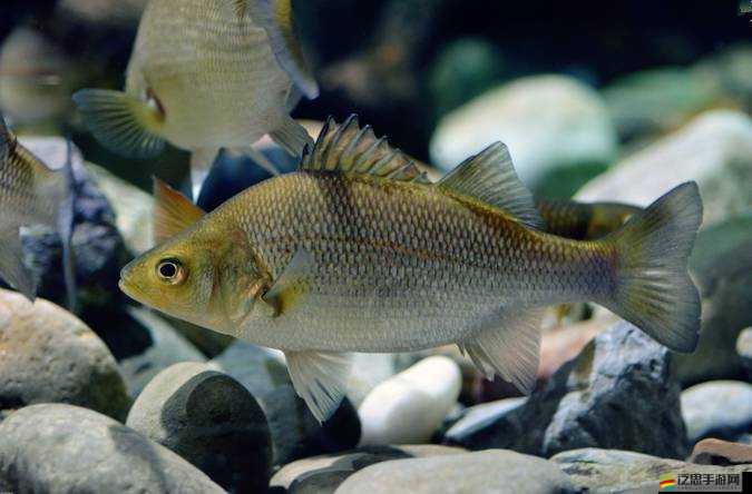 釣魚發燒友馬里納海全新Boss魚數據詳解：超強Boss魚的全面介紹與攻略指南