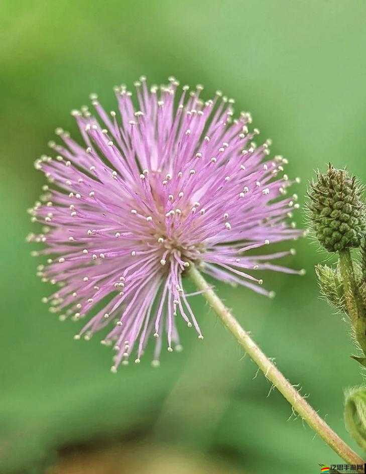 奇異水蜜桃香蕉含羞草的奇妙組合