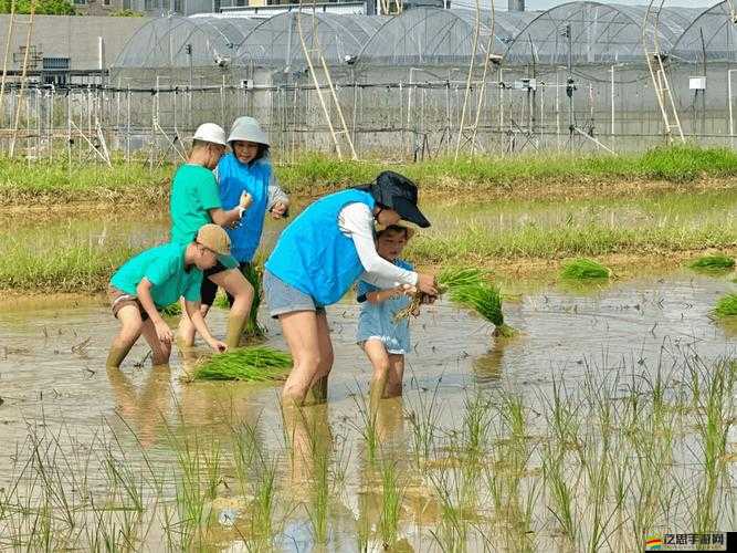 情侶之間插秧的圖片：田間愛意的綻放