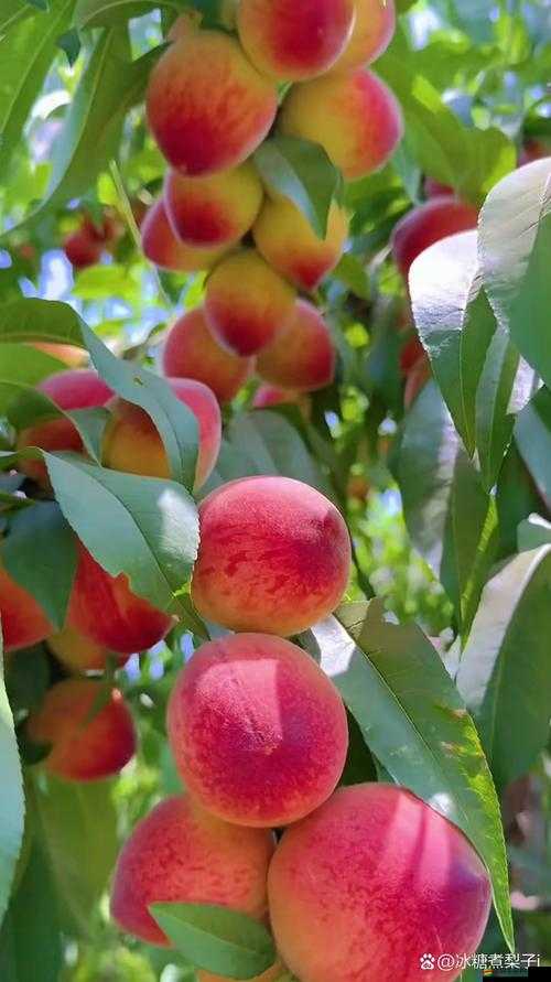 無一二三四蜜桃：甜潤多汁的美味佳果