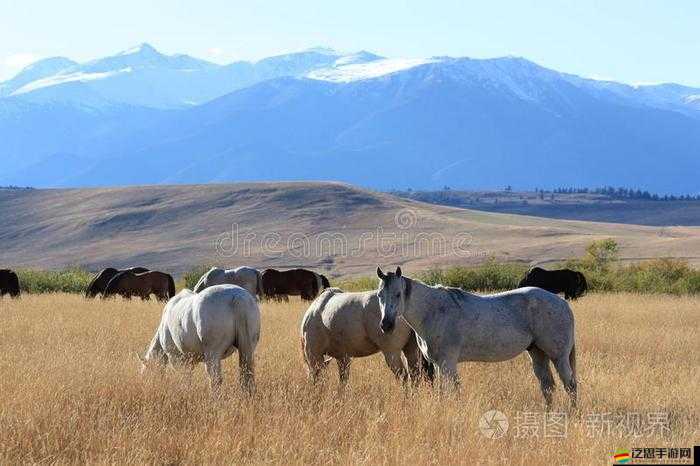 ZOOMSERVO 獸狗牧場：獨特魅力與優質服務的完美結合