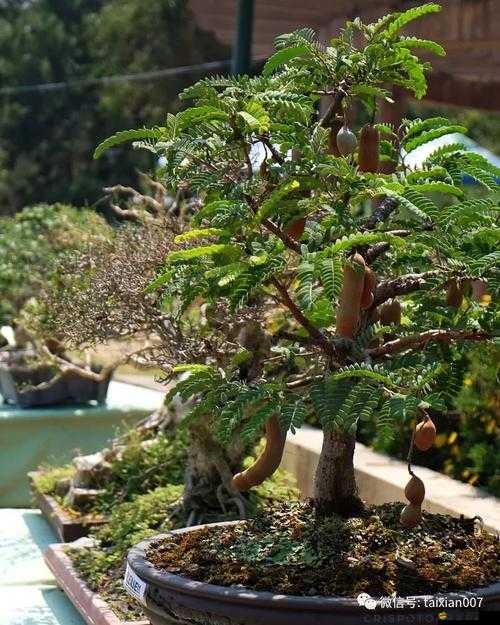 微信全民農場深度解析，果樹系統種植、收獲與管理的全面玩法介紹