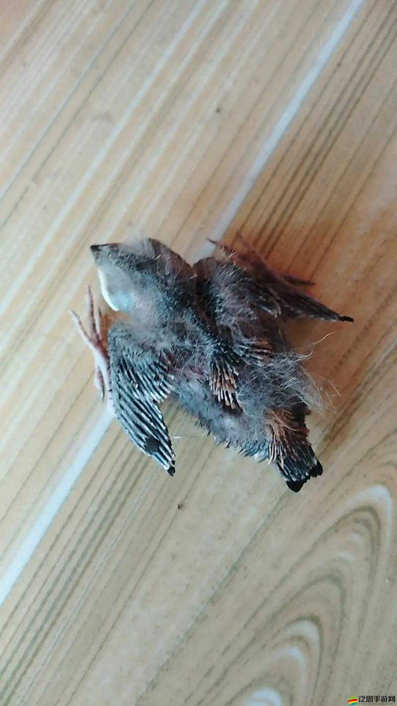 雛鳥幼兒小學生的成長歷程