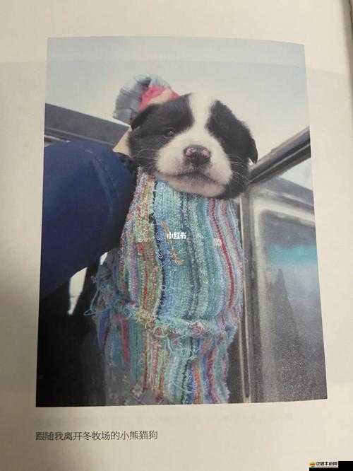 ZOOMSERVO 獸狗牧場需要收費(fèi)了：這是為何