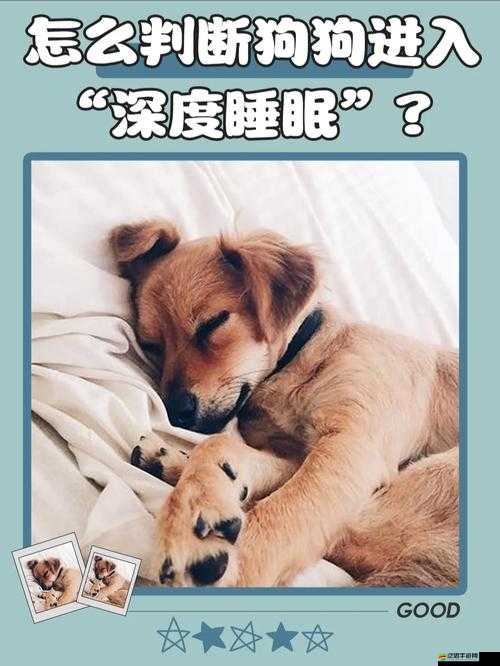 老公不在家狗狗的東西能要嗎：深度探討背后的倫理思考