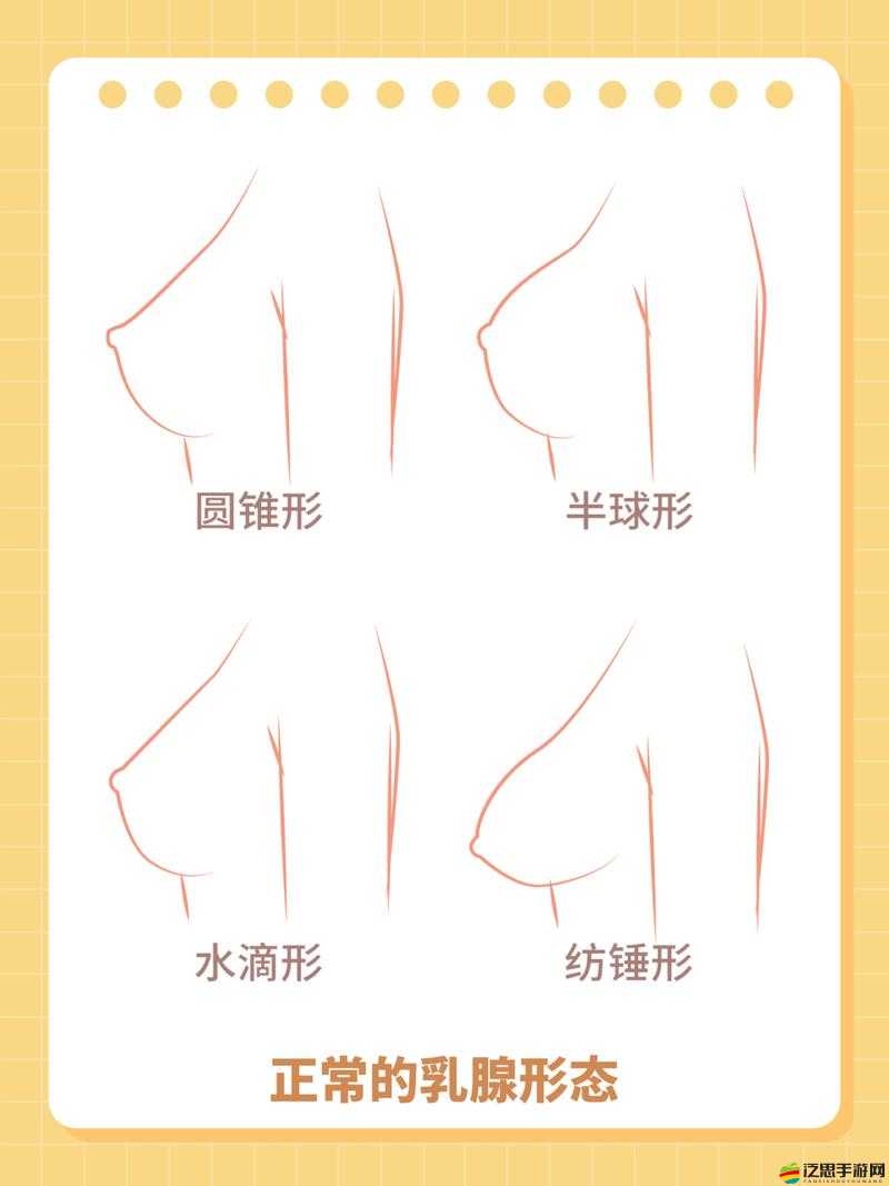 女生小底座的胸好看還是大底座-關于不同胸型的審美探討