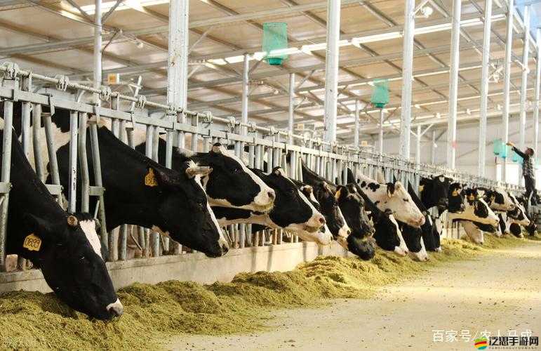 人馬畜禽company-limited 不僅畫質清晰還流暢是其突出優勢所在