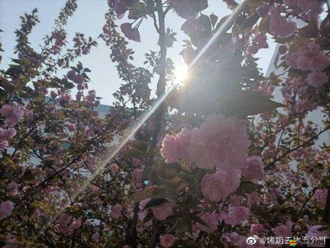 以色約約網站入口：暢享精彩多元內容的優質網絡平臺