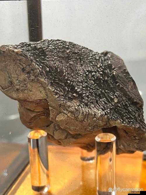 OmakMantaUzunHaya：探索其背后的神秘魅力與獨(dú)特之處