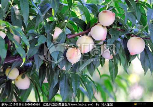 桃子移植像素侵犯后果嚴(yán)重，或面臨法律制裁