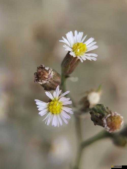 野花韓國高清免費神馬百度：探索韓國影視的新視角