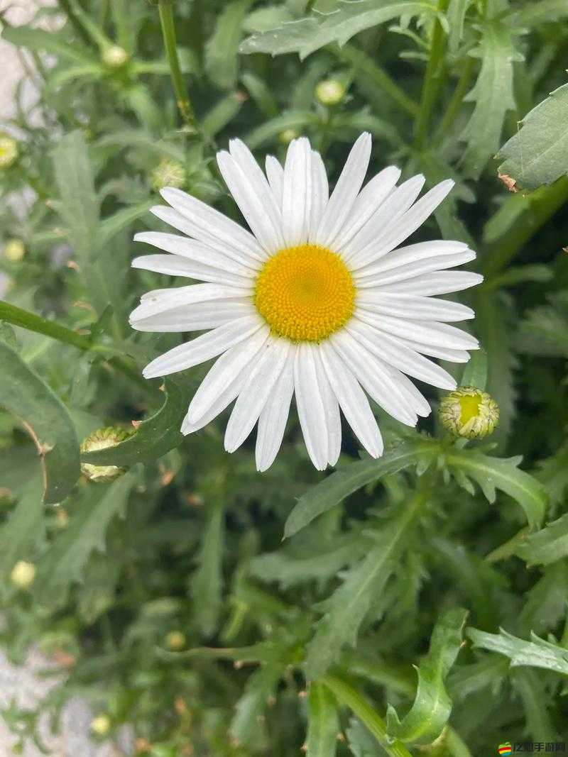 野花視頻免費觀看在線播放 1：探索自然之美，領略野花風采