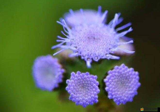 野花日本大全免費觀看中文版：日本野花高清無碼視頻，帶你領略日本自然之美