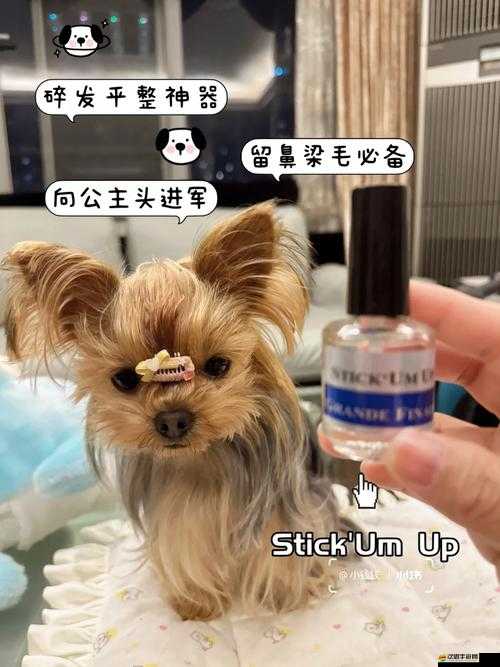 美國人膠配方的視頻：詳細解析及獨特應用場景展示