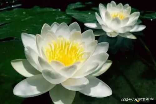 倒插蓮花：男女之間的私密寓意