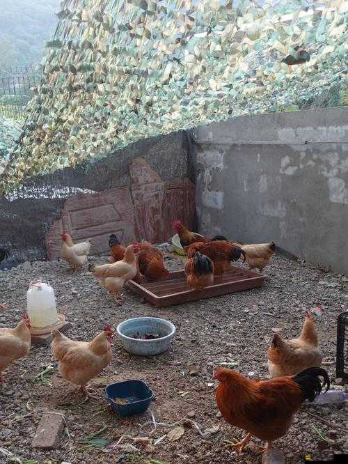 蜜絲婷大草莓和小草莓效果差異大粉絲：究竟有何不同？