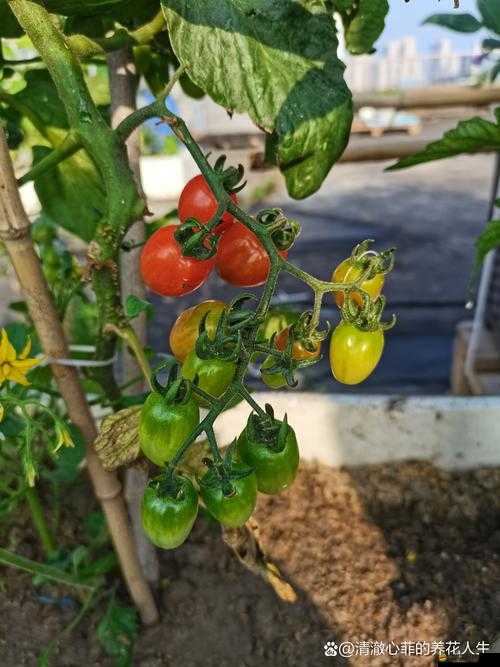草莓香蕉絲瓜秋葵香草：多種蔬果香草帶來的獨特魅力與價值