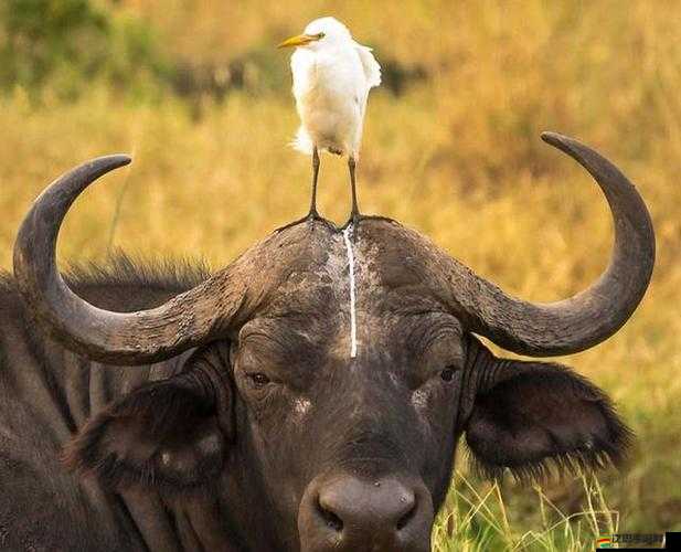 震驚這是一部讓人噴飯的作品