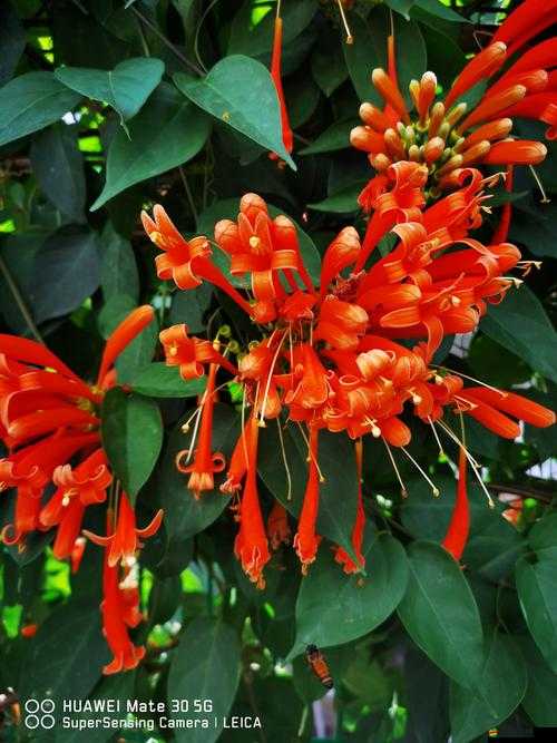 QQ炫舞活動攻略，揭秘爆竹迎春道具的獲取方法與途徑