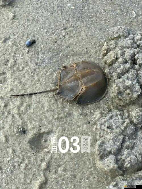 生存指南深度揭秘，探尋黃金螃蟹鮮為人知的隱秘棲息地