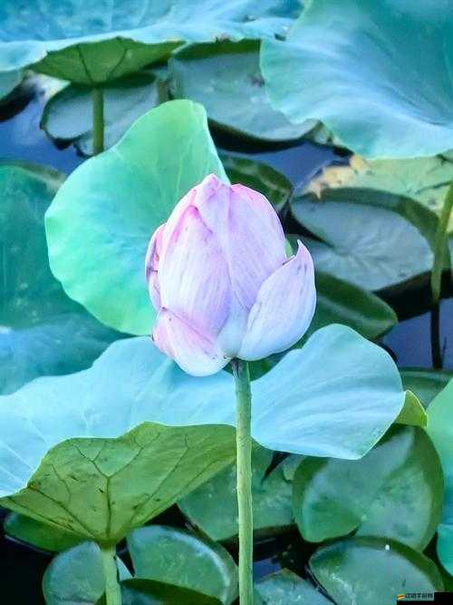 女性半夜蓮花開放的治療：探索性健康的新途徑