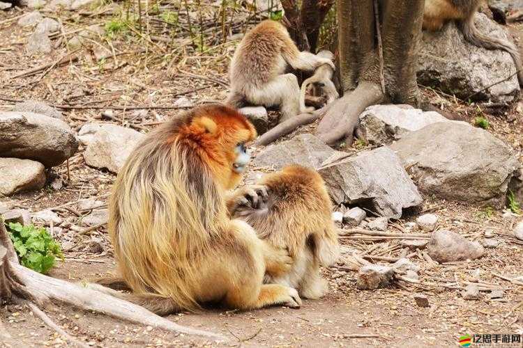 生猴子全過程不蓋被子軟件：詳細呈現親密行為全流程