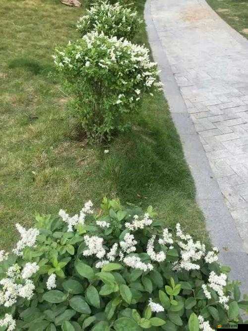 濃精澆灌小白花和普通版對比：澆灌后的驚人變化