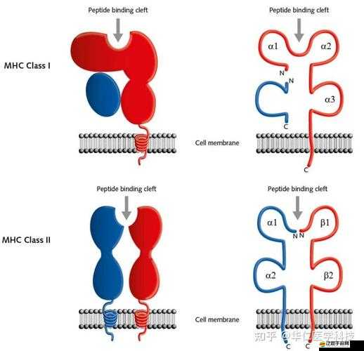 亞洲人與歐洲人染色體的區(qū)別及其對人類特征和疾病易感性的影響