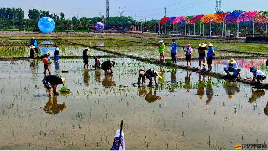 夫妻探索一百種獨特插秧方法的別樣體驗