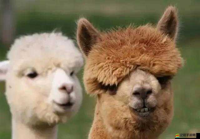 奇怪的大冒險第五關全面攻略，如何成功大戰神獸草泥馬并通關