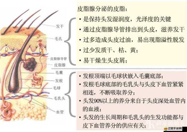 關于扣屄相關行為的深入探討與剖析