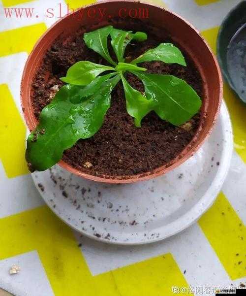 韓式 72 種扦插方式：全面解析與實用技巧分享