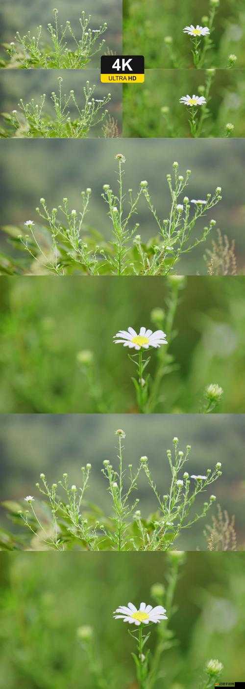 野花社區日本免費完整版HD：一個提供豐富資源的平臺