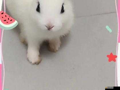 老公每天晚上吃小兔兔對身體好嗎：揭秘小兔兔的營養價值與健康益處