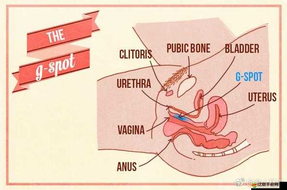 bbwbb 高潮：探索性愛的極致體驗