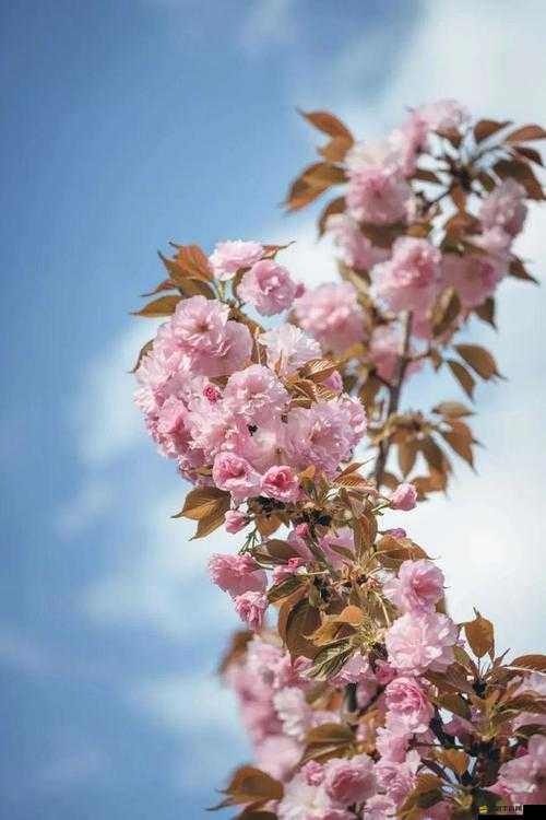 開心四月激動的心情：美好的期待在心中如繁花綻放