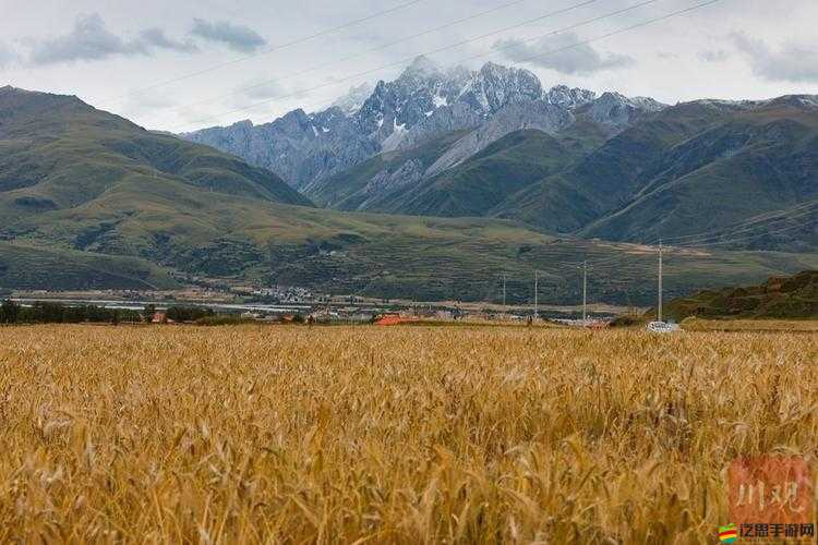 帶你領略高原青稞文化，盡在青稞直播