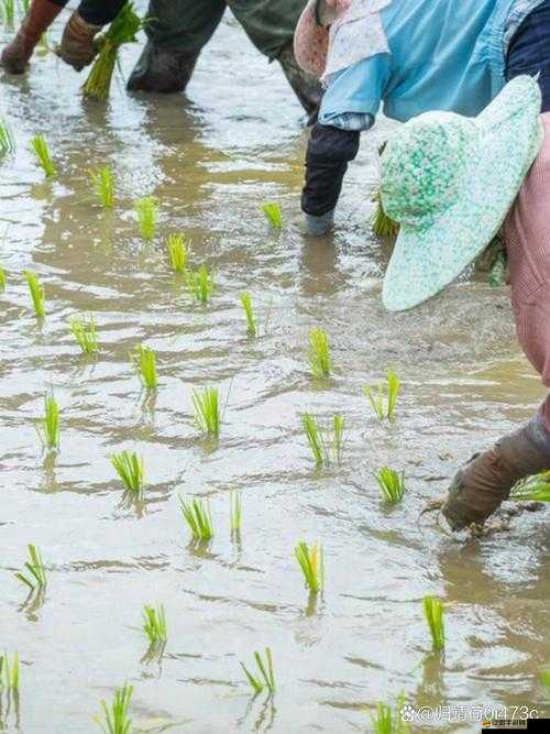 夫妻插秧一百種方法之別樣勞作趣味探索