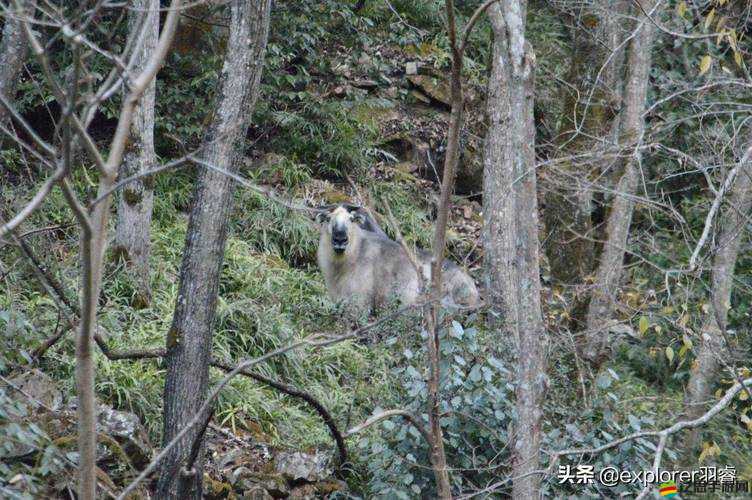 孤島驚魂3深度探險指南，全面揭秘烏鴉群島野生動物與地形精準分布圖