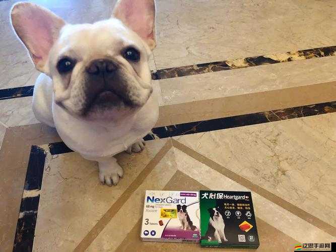 歐洲 vodafoneWifi 狗：的網絡連接帶來全新體驗和便捷服務