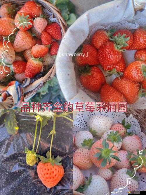 精產國品一二三產區草莓的獨特魅力與品質呈現