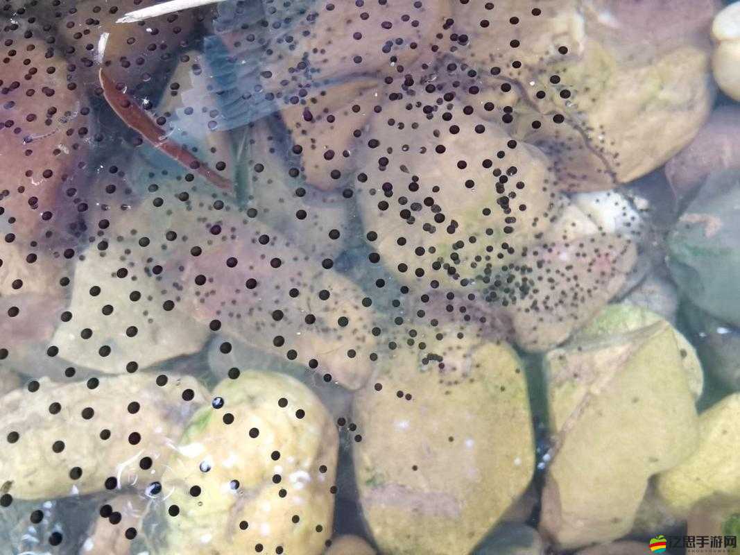 91 九色蝌蚪窩：探尋獨特精彩的網絡世界