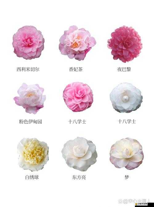 探索伊甸園驕傲茶花的獨特魅力，品質、外觀與栽培技巧全解析