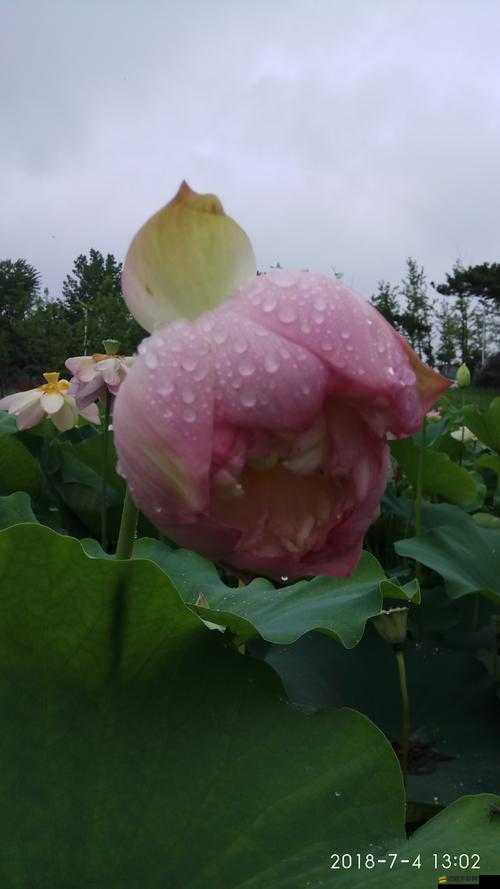 探索夢幻新誅仙，滴水之聲奇遇任務，揭秘雨中荷花閣的隱藏秘密
