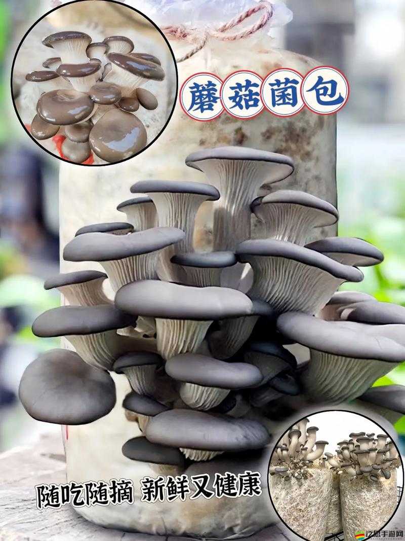 x9x9x9x9 任意槽 2024 進口蘑菇的獨特魅力與非凡體驗